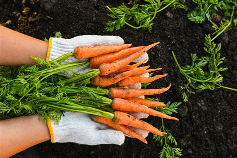 carrot on ground with hand holding, fresh carrots growing in carrot