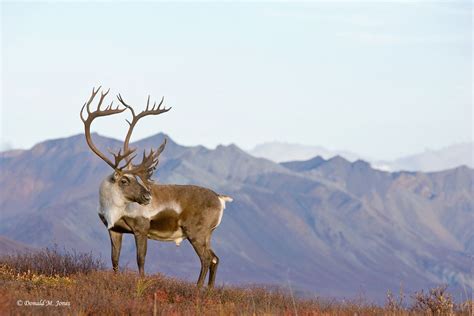 Caribou In The Arctic Tundra