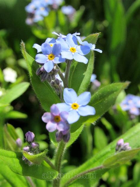 Незабудки - голубая нежность в саду - Клумбы и ландшафтный дизайн