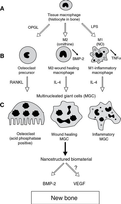 A Macrophage Model Of Osseointegration