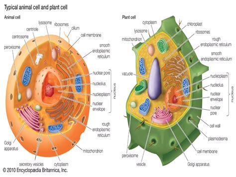 Cell Cell Structure Tissues Organ Systems And Organisms Igcse Biology Ppt