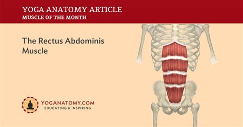 Transverse Abdominis Muscle Its Attachments And Actions 58 Off