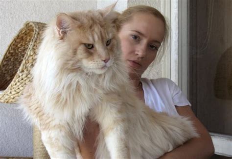 Cara Efektif Membuat Kucing Gendut dan Lucu • Kucing.co.id