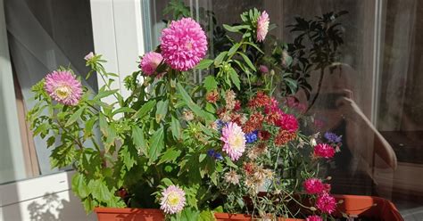 Мини-астры на подоконнике | Пикабу