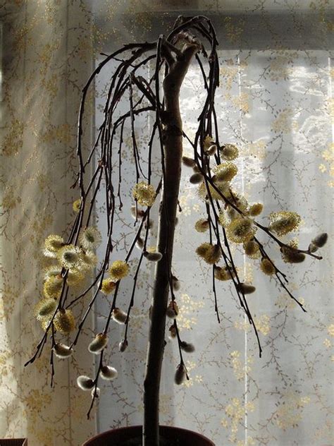 Weeping Pussy Willow Tree Artofit