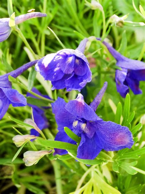 Blue Delphiniums Photograph By Cynthia Woods Fine Art America