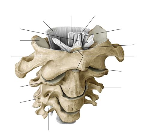 Apical Ligament