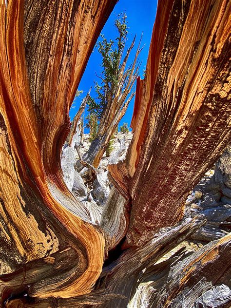 Methuselah Tree – Big Pine, California - Atlas Obscura