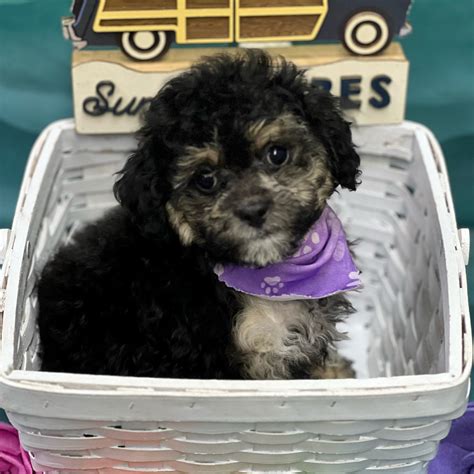 Petland Pensacola, Florida - Buy Puppies, Pets & Dog Supplies
