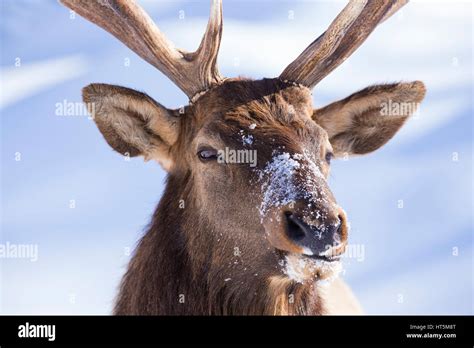 Wapiti In Winter Stock Photo Alamy