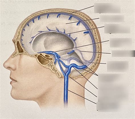Veins Draining Dural Sinuses Of Brain Diagram Quizlet