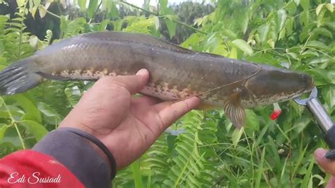 Mancing Casting Ikan Gabus Haruan Pakai Umpan Soft Frog Dan Soft Lure