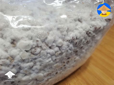 First attempt at lion's mane. Checked spawn bags today and it looks