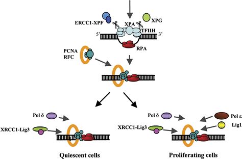 Sealing Of Chromosomal DNA Nicks During Nucleotide Excision Repair