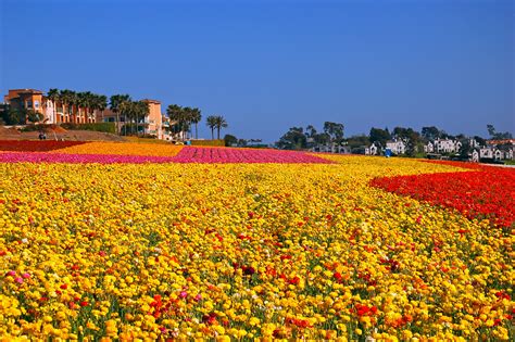 flower fields of carlsbad 3