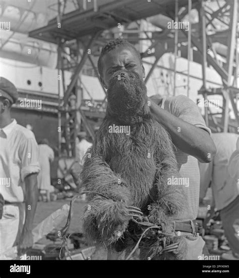 A Brazilian Man Presents A Captured Three Toed Sloth Stock Photo Alamy