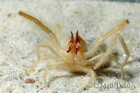 Фаланги или сольпуги (лат. Solifugae)