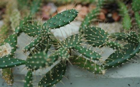 Самые известные виды опунции