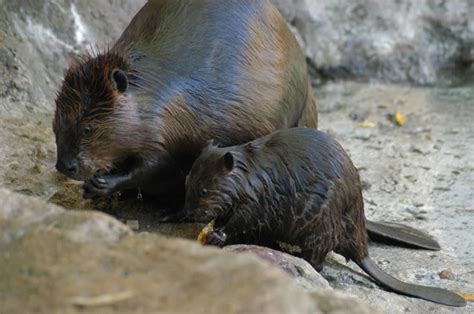 Free Beaver Download Free Beaver Png Images Free Cliparts On Clipart