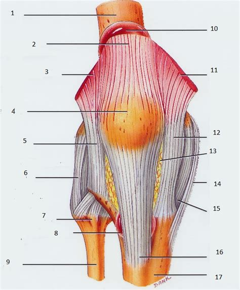 Knee Muscles Ligaments And Tendons Diagram Quizlet