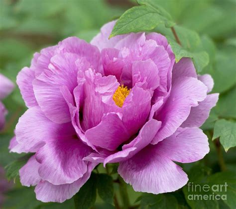 10 Seeds Chojuraku Tree Peony Seeds Perennial Authentic Etsy