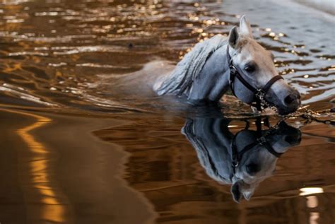 Do Horses Know How To Swim Find Out Here All Animals Guide