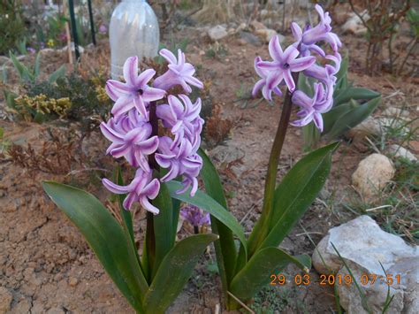 Зюмбюл (Hyacinthus) - Page 79 - Форум HobbyKafe.com