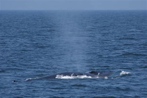 The Fin Whale (Part II) | Wild Westhampton