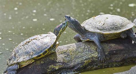 Can Turtles Be Gay How To Tell If Your Turtle Is Turtleowner