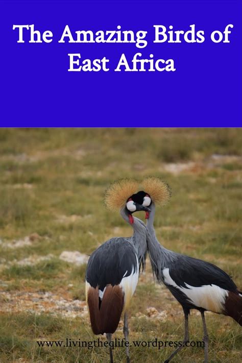 The Amazing Birds Of East Africa