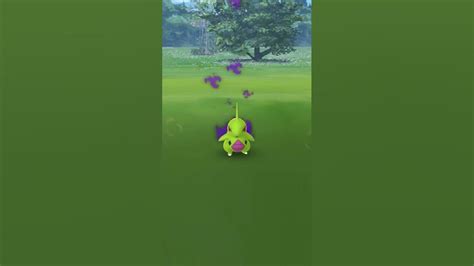 Shiny Shadow Larvitarmy First Youtube