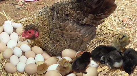 Murgi Hen Hatching Eggs To Chicks Video Country Roosters And Hens