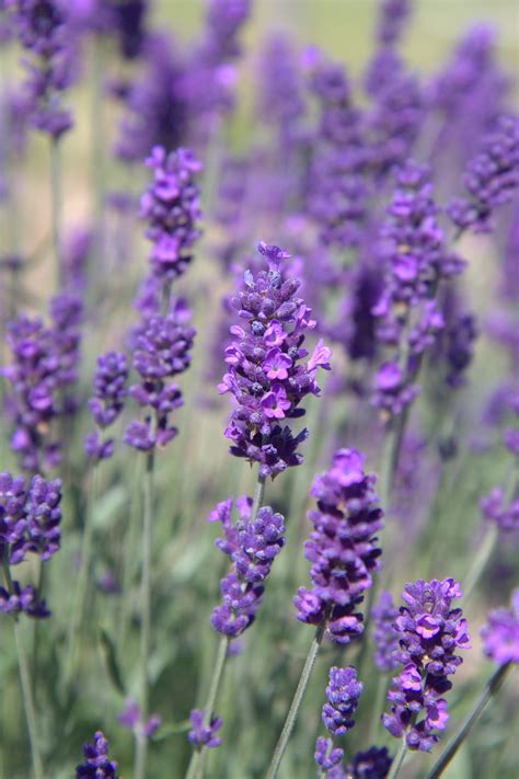 Wholesale Lavender Plants - Fairweather's Nursery