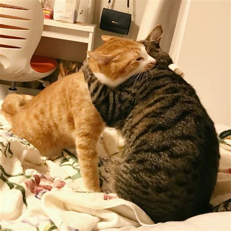 Two Cats Sitting On Top Of A Bed Next To Each Other