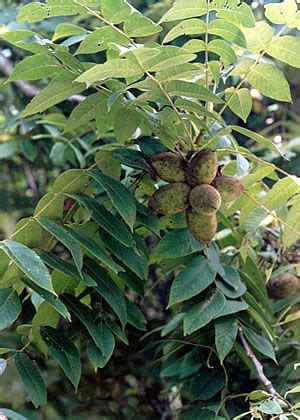 Butternut Tree Fruit, Butternut Tree Nuts | Ornamental trees, Photo tree, Shade trees