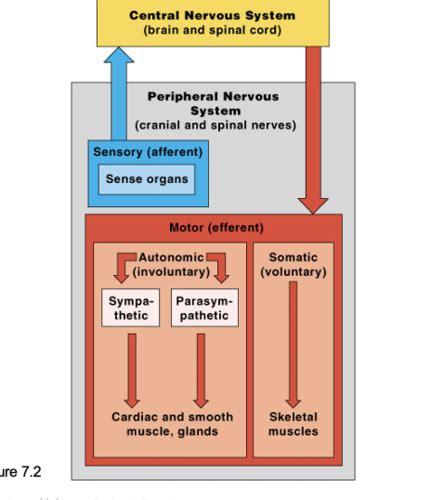 Chapter 7 The Nervous System Flashcards Quizlet