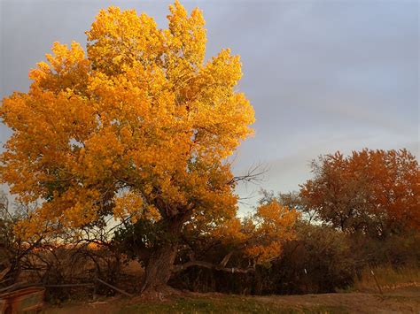 Histamine Intolerance – The Weird Food Intolerance You’ve Probably