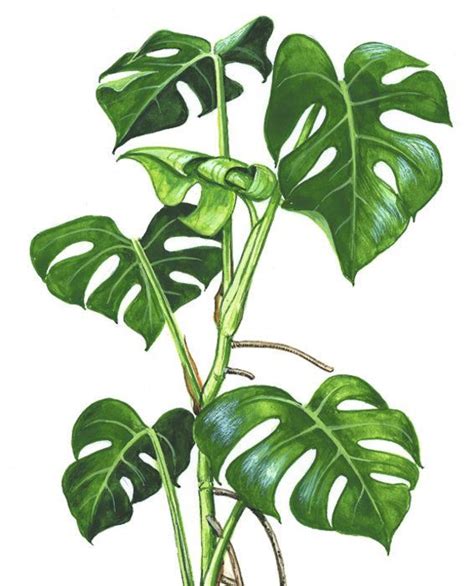 Monstera Google Search Plant Painting Plant Art Tropical Art