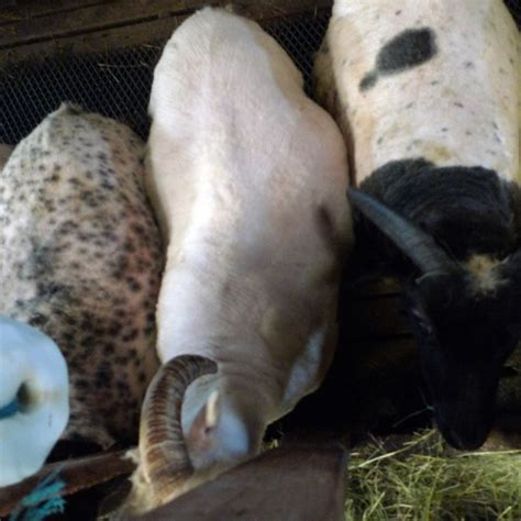 The naked sheep Icelandic Knitter Hélène Magnússon