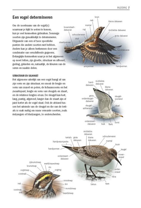 Vogelgids Alle Vogels Van Europa Knnv Uitgeverij