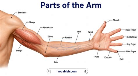 parts   arm names structure  diagram vocabish