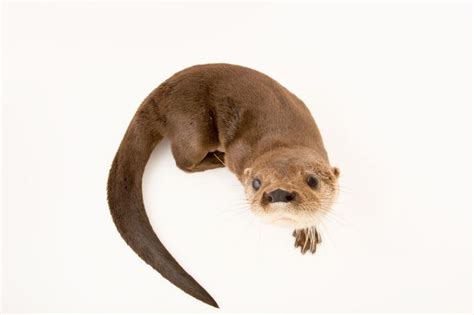 Picture Of A Federally Endangered Female Neotropical River Otter