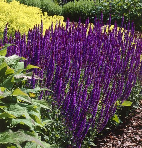 Шалфей Дубравный Блаухугель (71 фото) - фото - картинки и рисунки ...