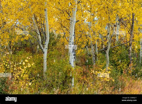 Aspens Populus Tremuloides In Autumn In Yellowstone National Park