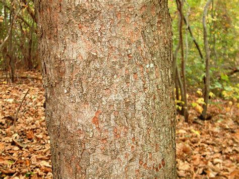 Sycamore maple bark