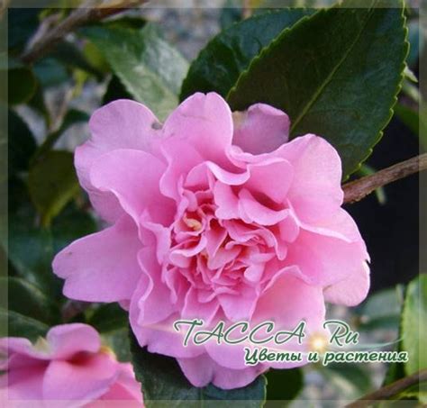 Камелия Camellia - уход в домашних условиях.