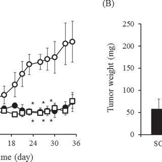 Antitumor effect of IFNα MNs in tumor bearing nude mice A The tumor
