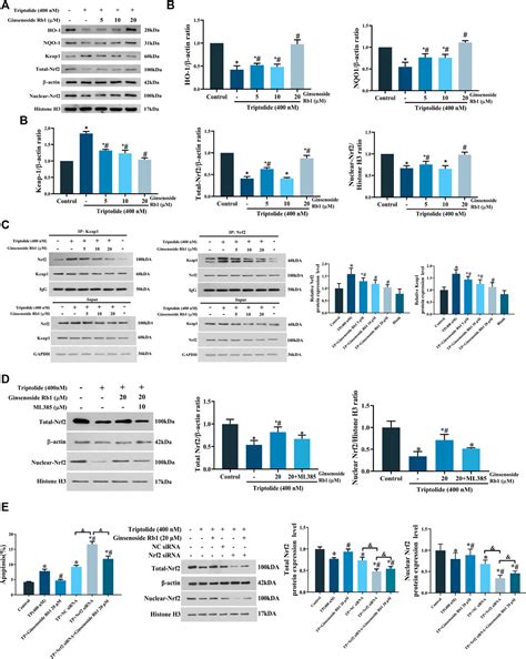 Frontiers Ginsenoside Rb1 Attenuates Triptolide Induced Cytotoxicity