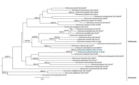 Simplified Phylogram Showing The Best RAxML Maximum Likelihood Tree