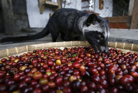 cara membuat es kopi susu sederhana 5